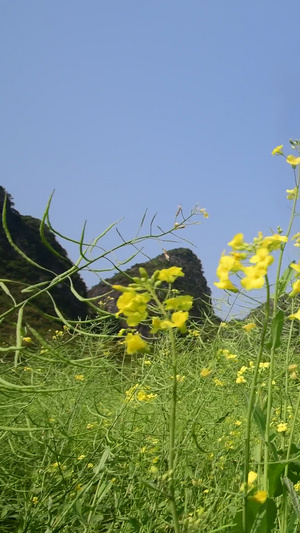 春天的油菜花57秒视频