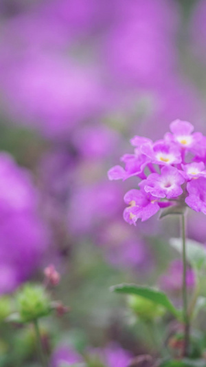 春天粉紫花盛开春光乍泄12秒视频