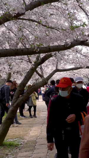 实拍樱花公园赏樱人群54秒视频