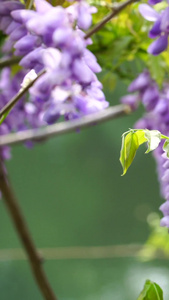 园林里盛开的紫藤花视频