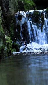 高清拍摄山间泉水间的野鸭视频