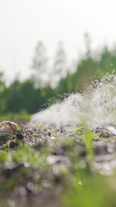 农业灌溉自动喷淋浇水视频