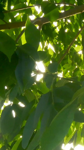 阳光从树叶中穿过[横穿过]视频