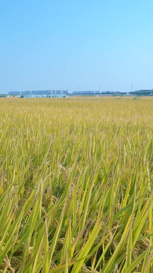 风吹动的水稻田12秒视频