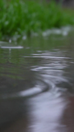 雨水雨滴特写升格119秒视频