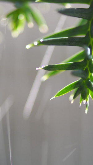 春天雨水节气植物生长延时素材73秒视频