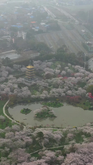 航拍武汉樱花园美景23秒视频