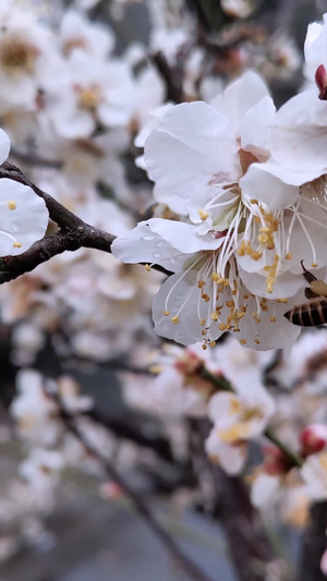 盛开的梅花和采蜜的蜜蜂8秒视频