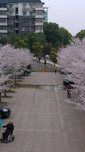 穿越樱花盛开的道路高清视频21秒视频