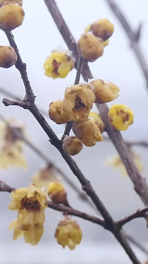 风雪中盛开的腊梅92秒视频