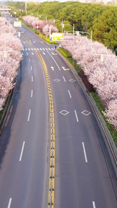 航拍城市樱花道路视频