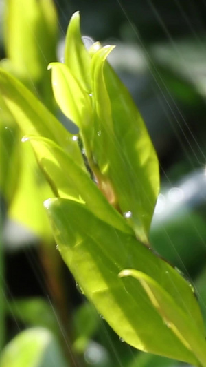 雨后新茶28秒视频