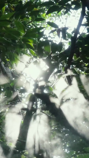 阳光下的树林 32秒视频