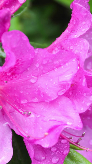 雨中杜鹃花58秒视频