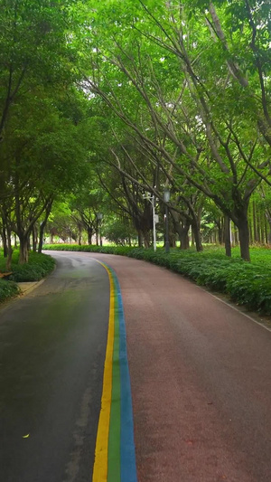 公园树荫园林道路 15秒视频