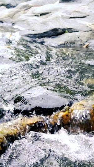 流动的溪水升格慢镜头超清视频24秒视频