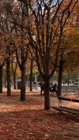 法国巴黎著名香榭丽舍大道美丽的梧桐树秋色33秒视频