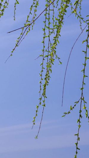 春暖花开93秒视频