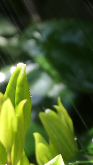 雨后新茶28秒视频