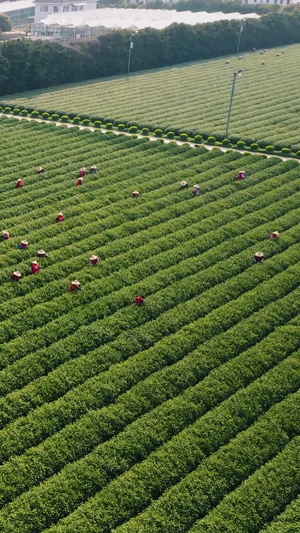 航拍采茶时节茶民采茶150秒视频