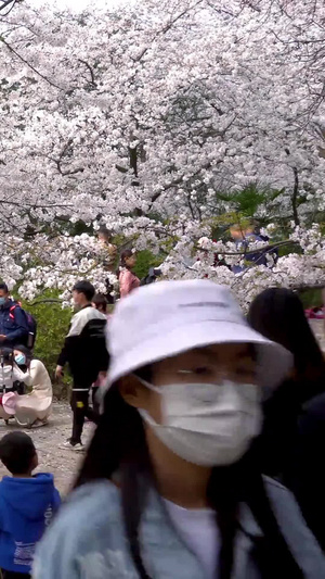 实拍樱花公园赏樱人群54秒视频