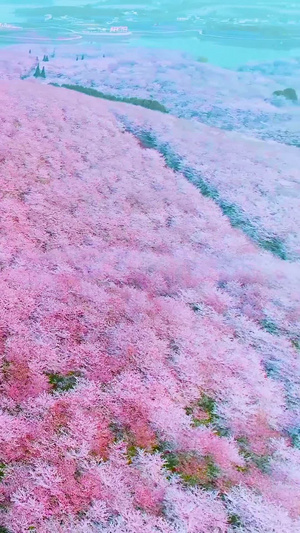 万亩樱花航拍27秒视频