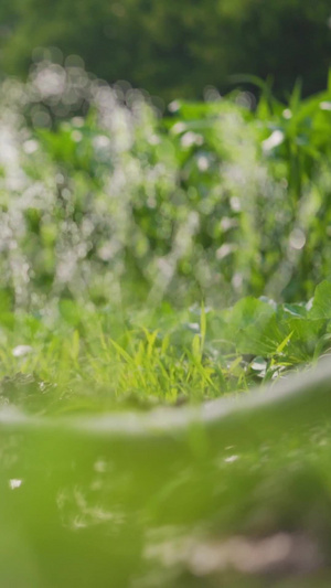 农业灌溉自动喷淋浇水8秒视频