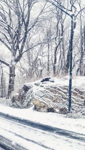 冬季雪景视频素材雪花背景视频