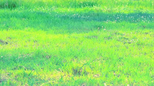 田野中的青草和山里的阳光视频