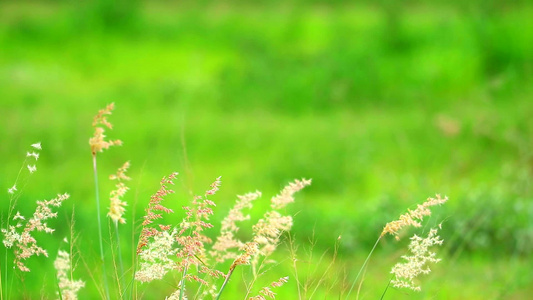 田野中的红草和白草视频