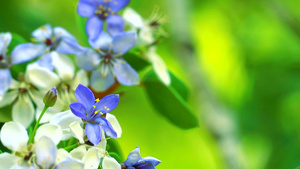 蓝白鲜花在花园中盛开14秒视频