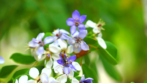 蓝白花花粉花粉的蜜蜂移动19秒视频