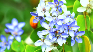 蓝白鲜花在花园中开花的花朵36秒视频