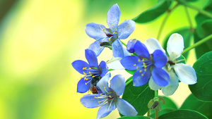 蓝白花朵在模糊的花园中开花蜜蜂正在寻找花蜜15秒视频