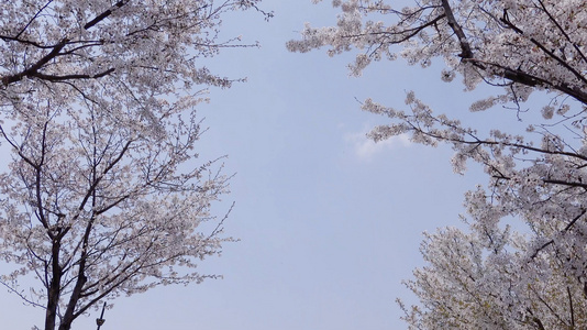 春季自然风光开满花的樱花树4K视频合集视频