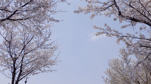 春季自然风光开满花的樱花树4K视频合集78秒视频