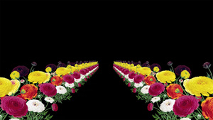 三维鲜花动画元素带透明度通道15秒视频
