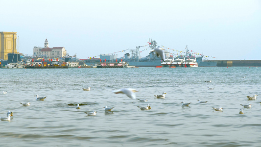 4k实拍海边海鸥大海视频