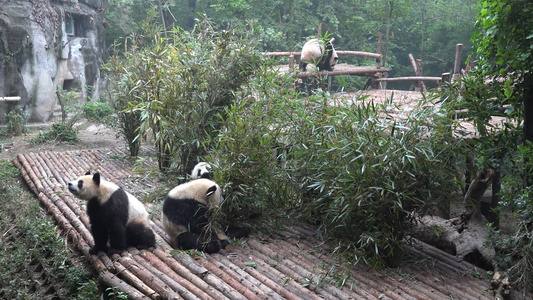 成都基地大熊猫[藏酋猴]视频