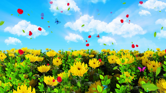 4K唯美的黄菊花背景素材视频