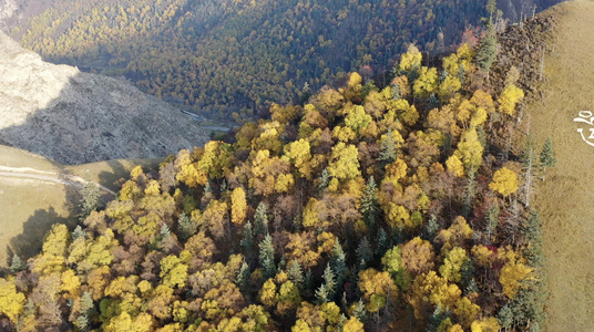 秋季森林风光青海坎布拉森林视频