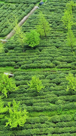 航拍苏州旺山碧螺春茶园43秒视频