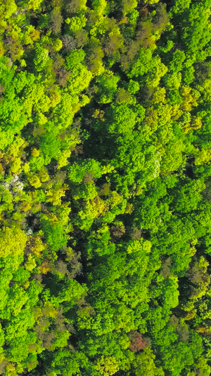 航拍南京市5A风景区中山陵灵谷寺景区灵谷塔54秒视频