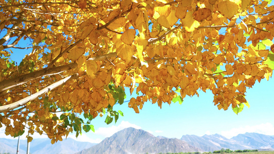 秋天金黄树木风景视频