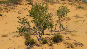 慢镜头升格拍摄沙漠极端环境中顽强生命力生长的树4k素材58秒视频