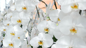 精致的白色优雅兰花花朵17秒视频