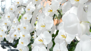 精致的白色优雅兰花花朵16秒视频