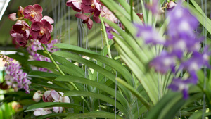 春天花园里五颜六色的热带花卉的宏观特写模糊16秒视频