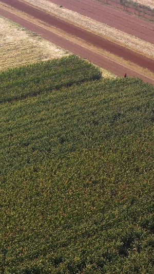 已经重新上传航拍农业玉米收割机耕地拖拉机丰收季节劳作视频素材陕西新农村52秒视频