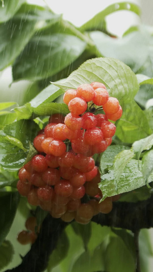 实拍雨中樱桃成熟樱桃27秒视频
